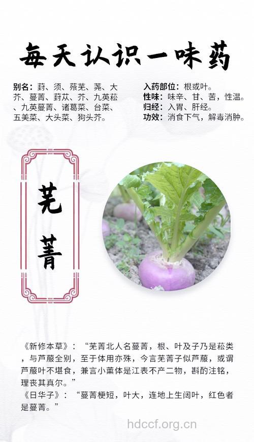 芜菁花的功效与作用