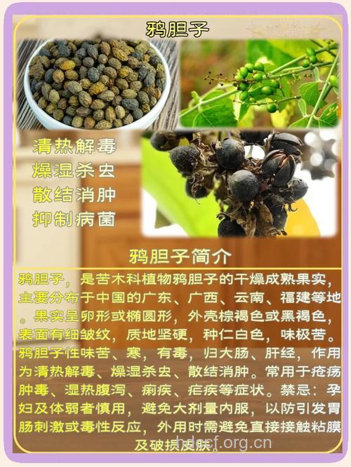 老鸦胆根的功效与作用