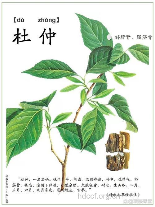 山杜仲的功效与作用