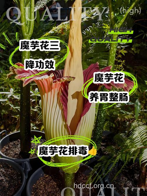 什么是魔芋花？魔芋花有什么功效与作用
