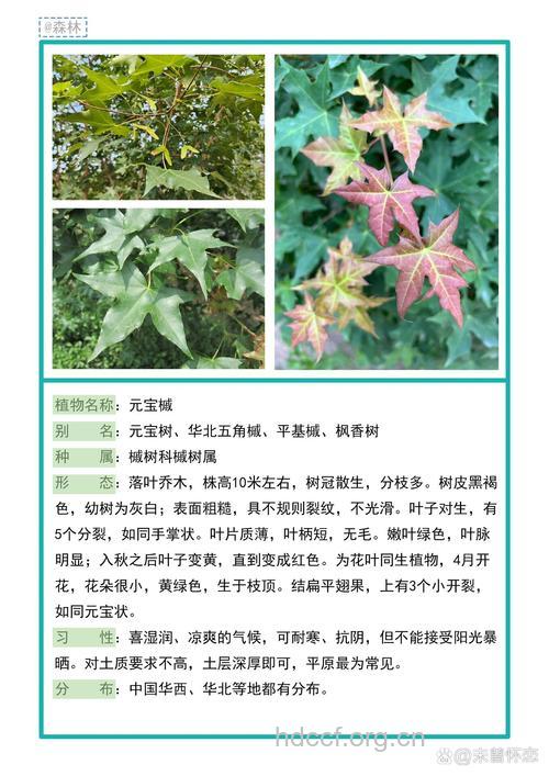 槭叶草的功效与作用