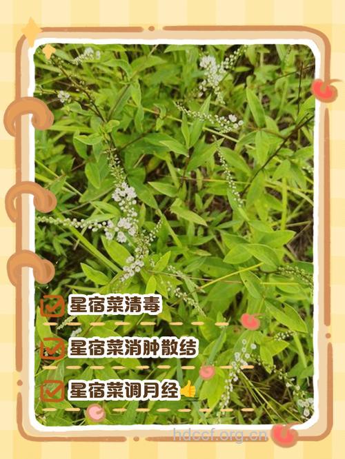 星宿菜的功效与作用