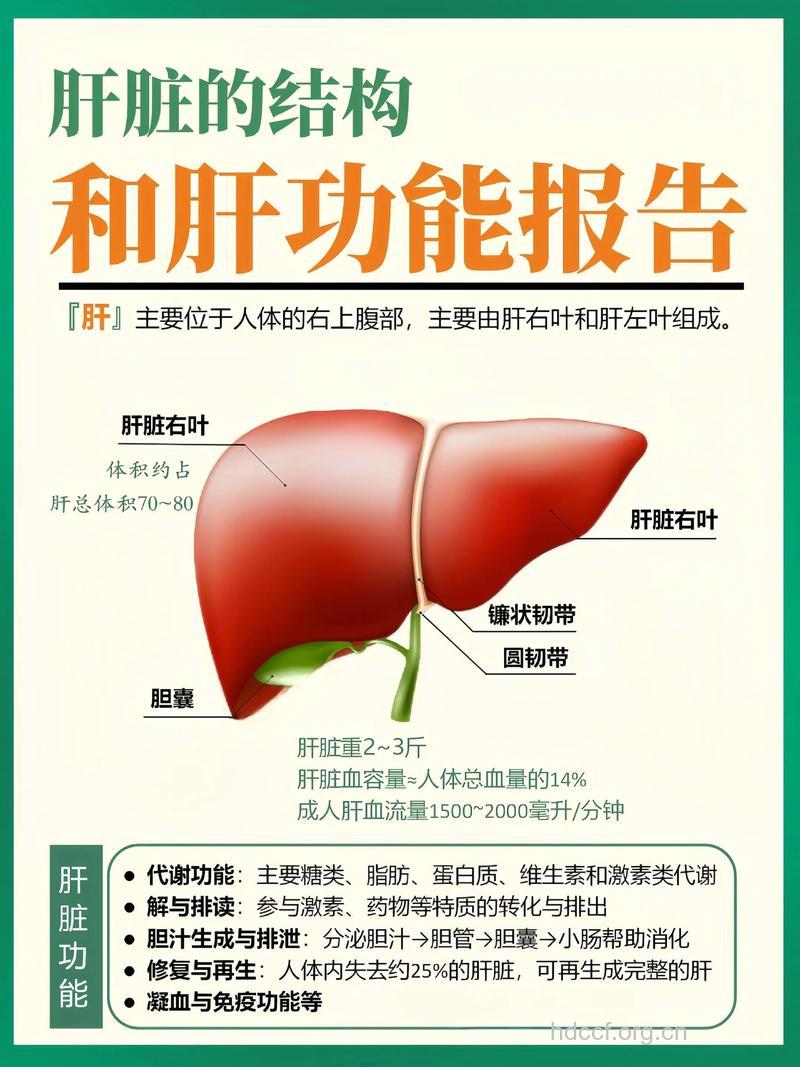 肝功能才是治疗的“试金石”