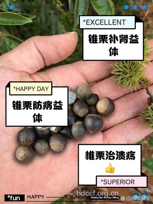 栲栗的功效与作用