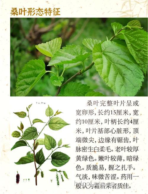 小叶桑的功效与作用