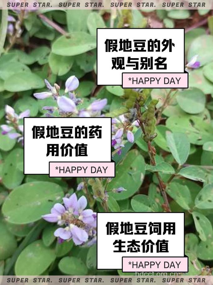 假地豆的功效与作用