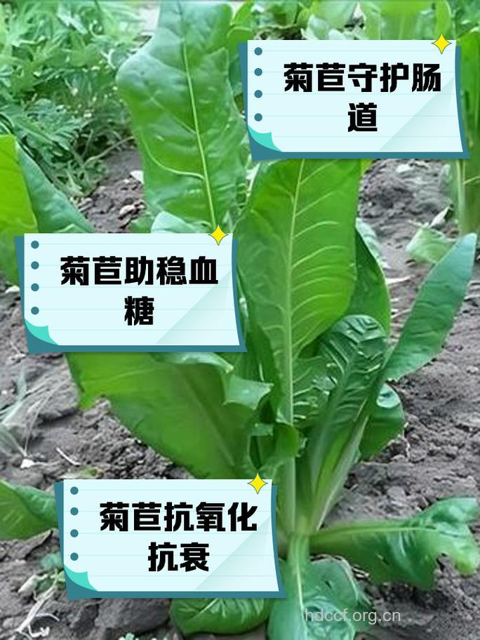毛菊苣的功效与作用
