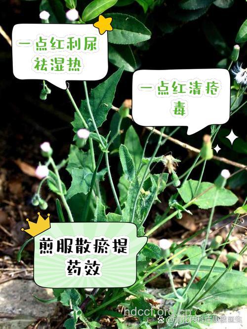 一颗血的功效与作用