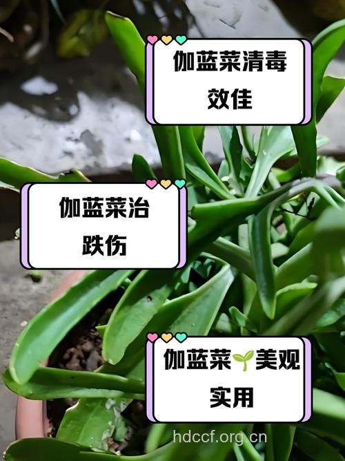 匙叶伽蓝菜的功效与作用