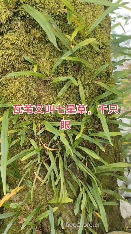 瓦草的功效与作用