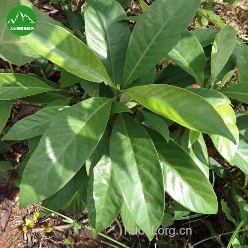 山大刀根的功效与作用