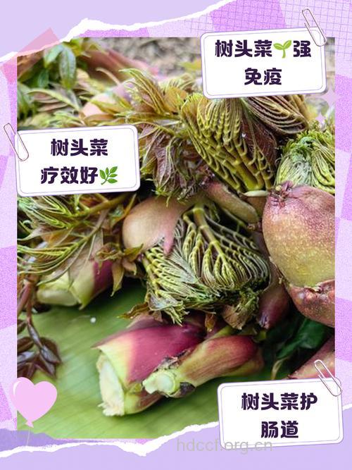 树头菜的功效与作用