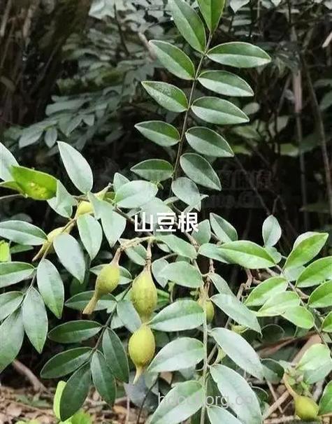 山马豆根的功效与作用