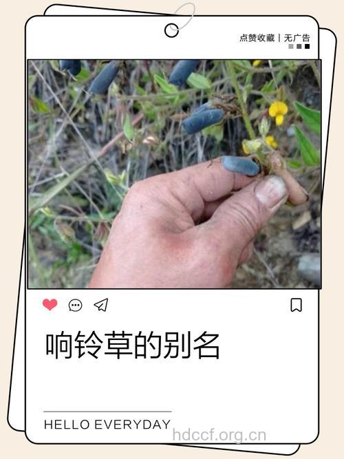 小喇叭的功效与作用