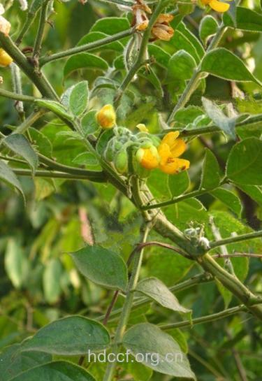 毛荚决明的功效与作用