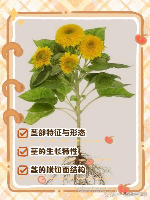 向日葵茎髓的功效与作用