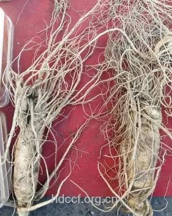 猪獠参的功效与作用