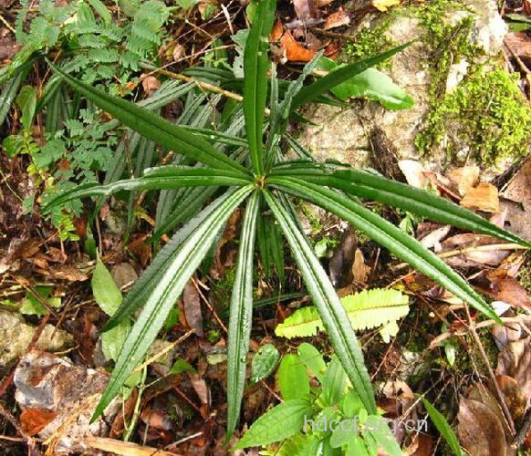 剑叶紫金牛的功效与作用