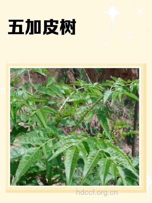 乔木五加的功效与作用