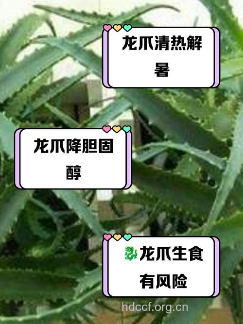 三爪龙的功效与作用