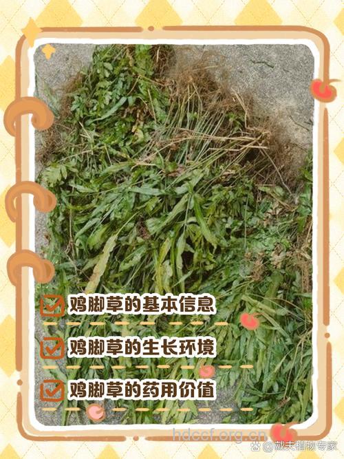 鸡爪草的功效与作用