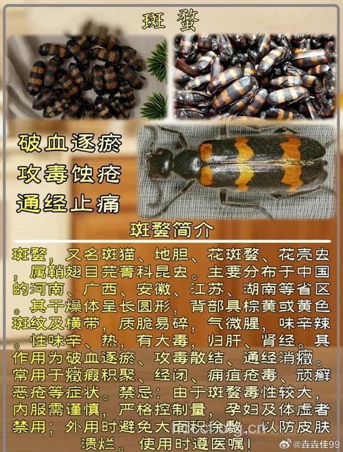 斑蟊的功效与作用