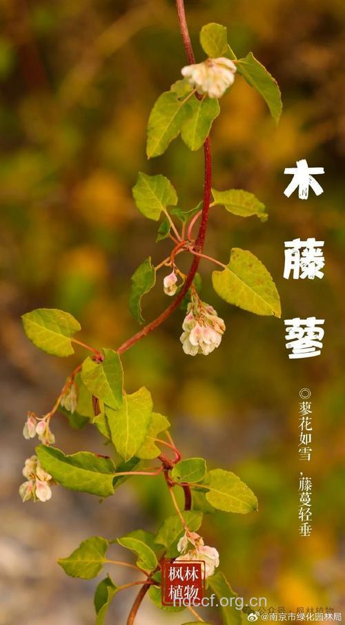 木藤蓼的功效与作用