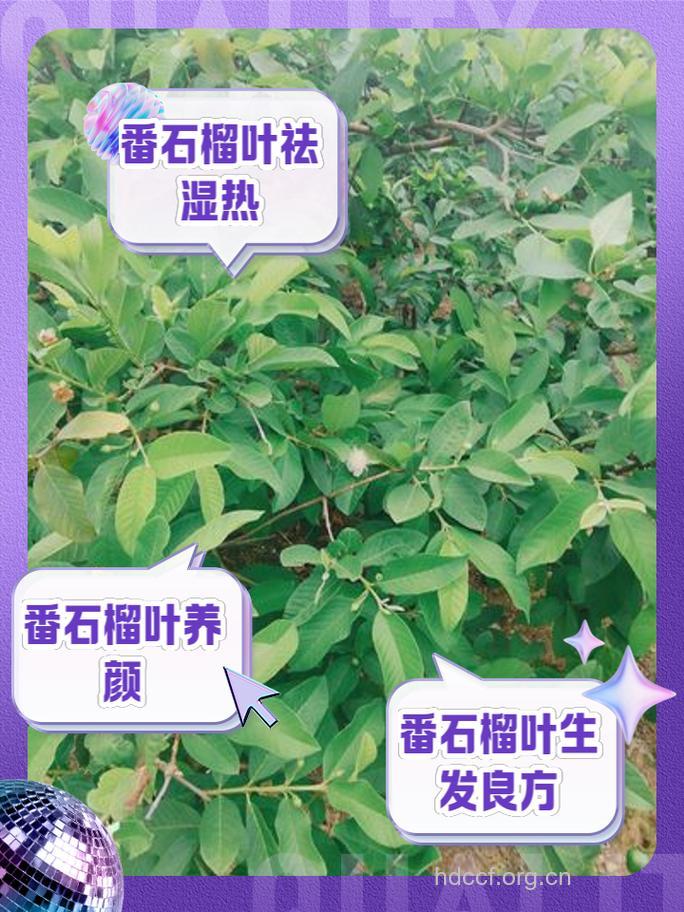 番桃叶的功效与作用