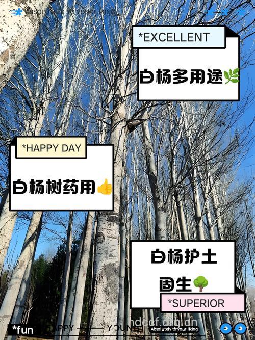 圆叶白杨树的功效与作用