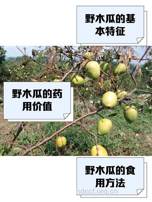 野木瓜果的功效与作用