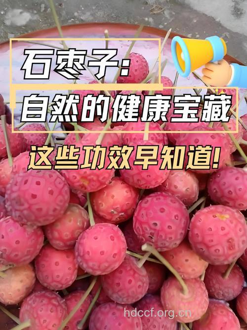 石枣的功效与作用