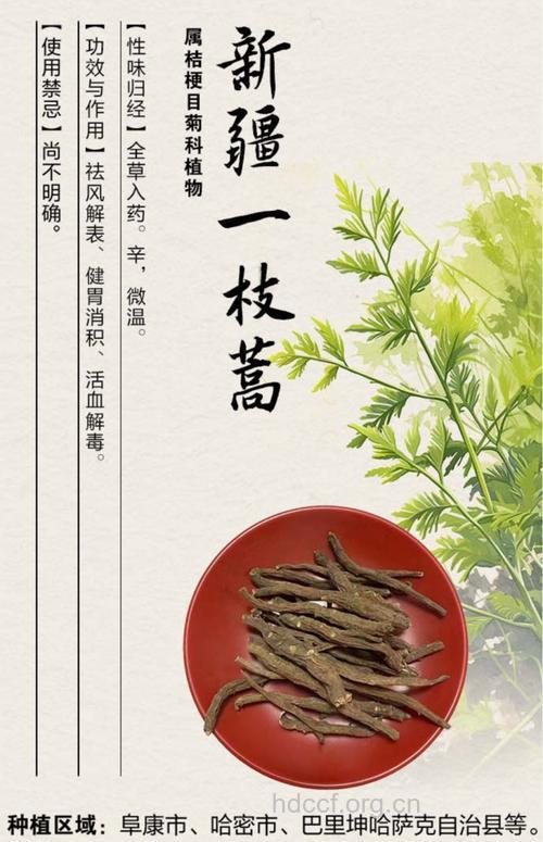 新疆一支蒿的功效与作用