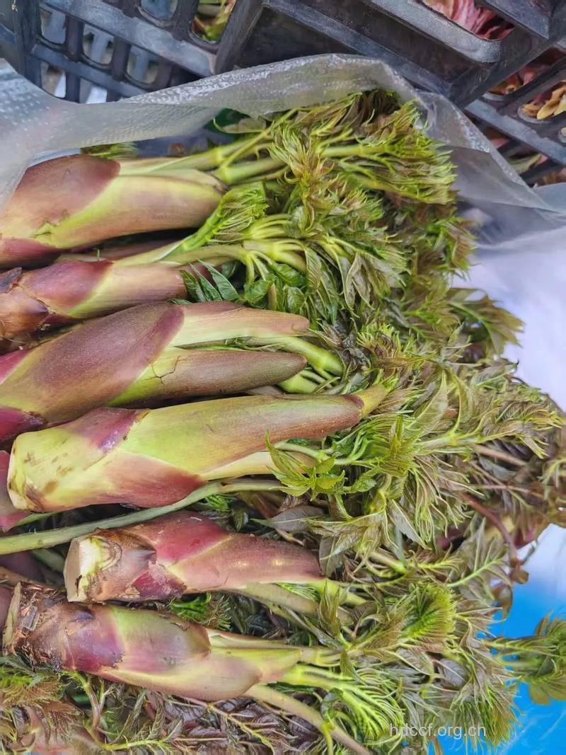 树头菜根的功效与作用