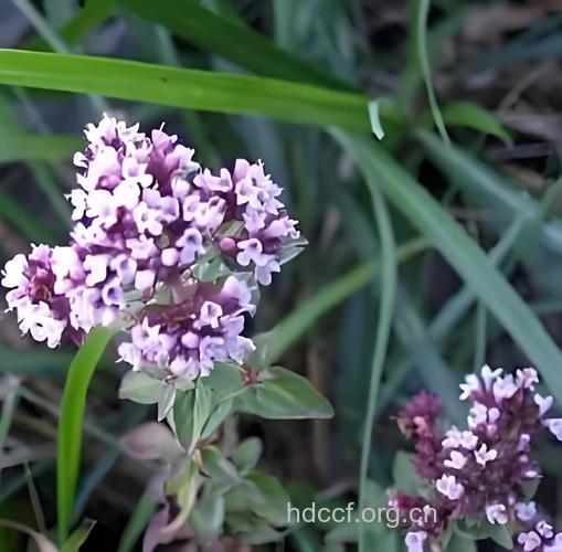 鼬瓣花根的功效与作用