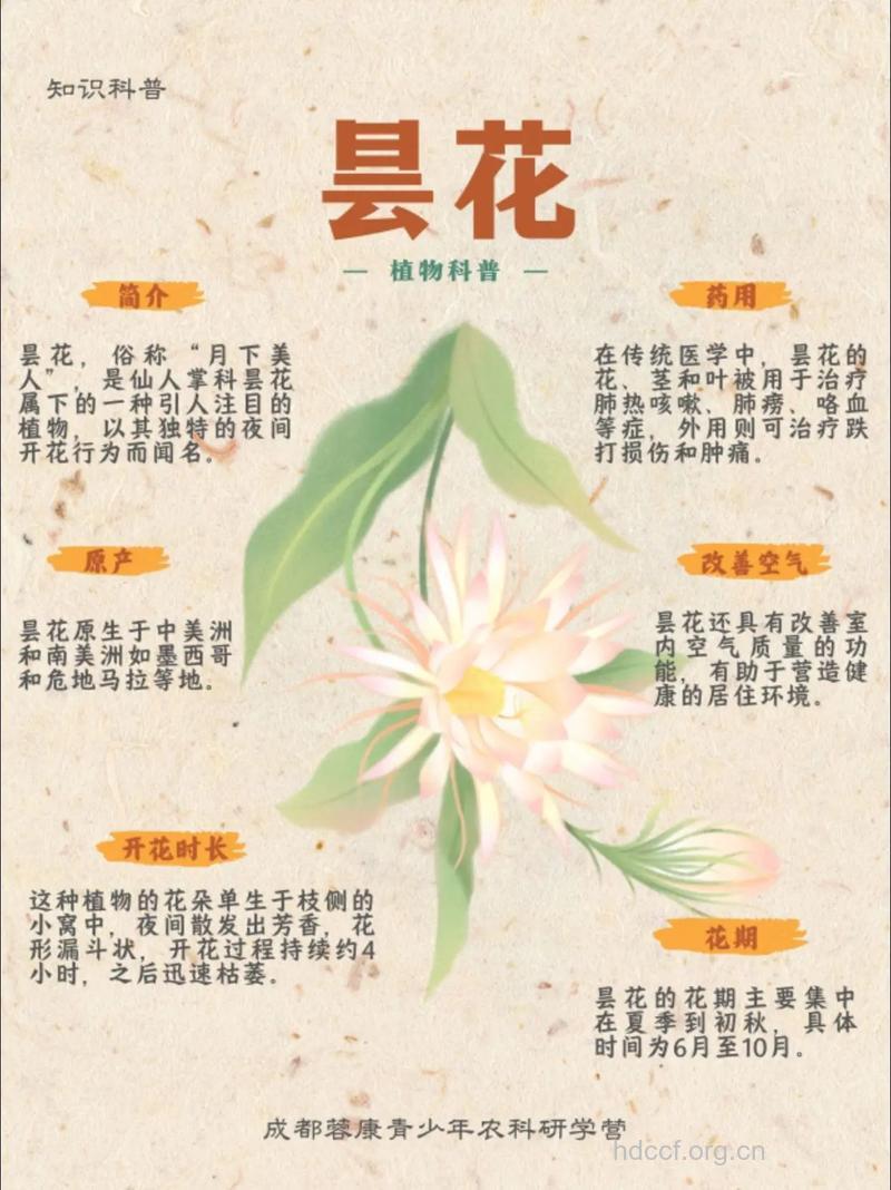 昙花茎的功效与作用