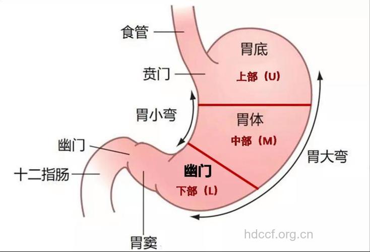 胃癌治疗大体分哪几个方向
