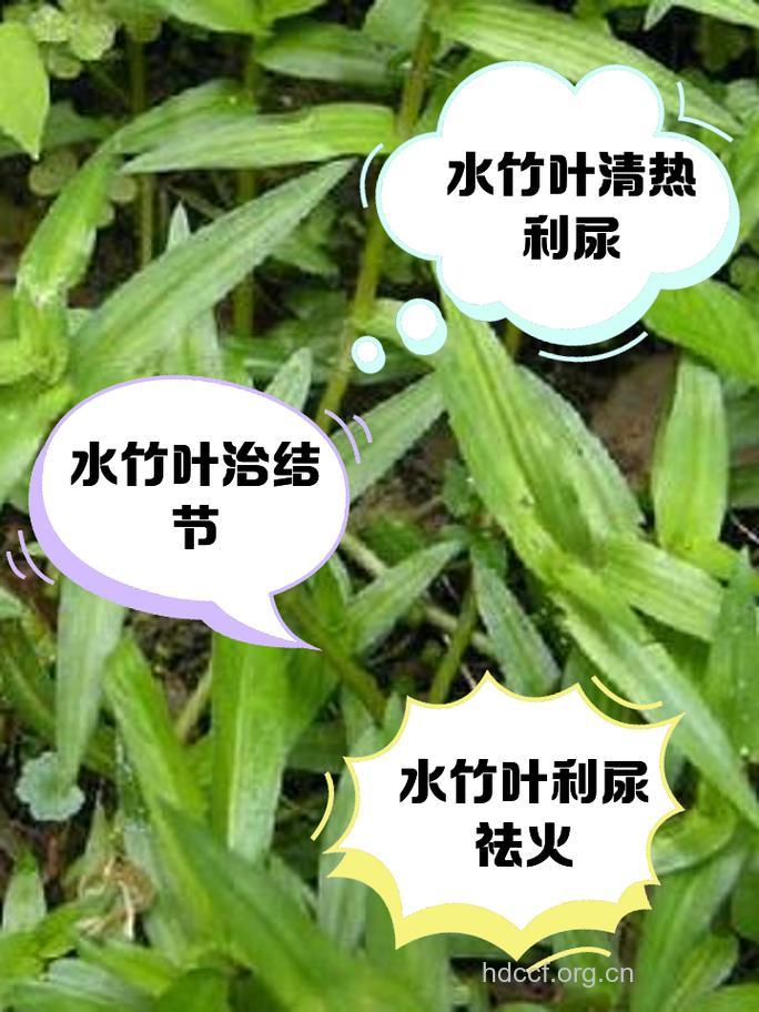 阔叶水竹叶的功效与作用