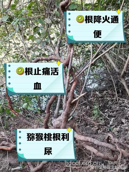 猕猴桃根的功效与作用