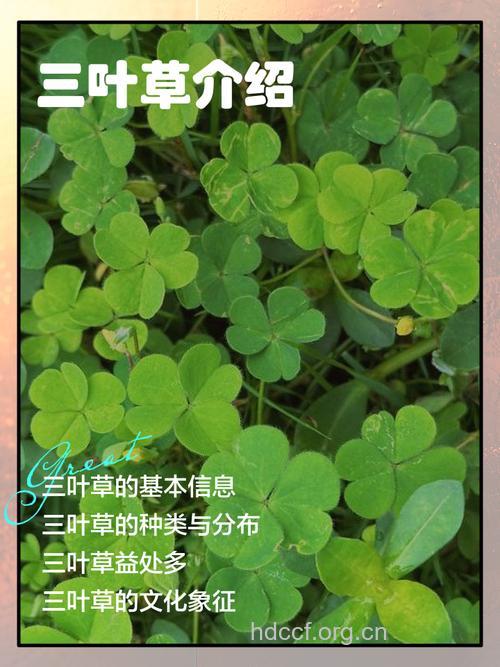 三张叶的功效与作用