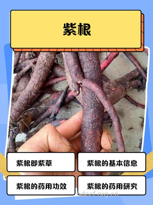 紫藤根的功效与作用