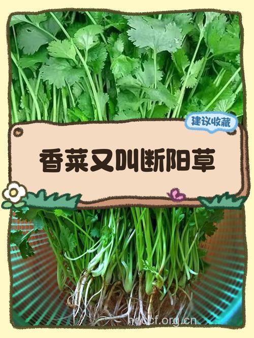 芫荽茎的功效与作用