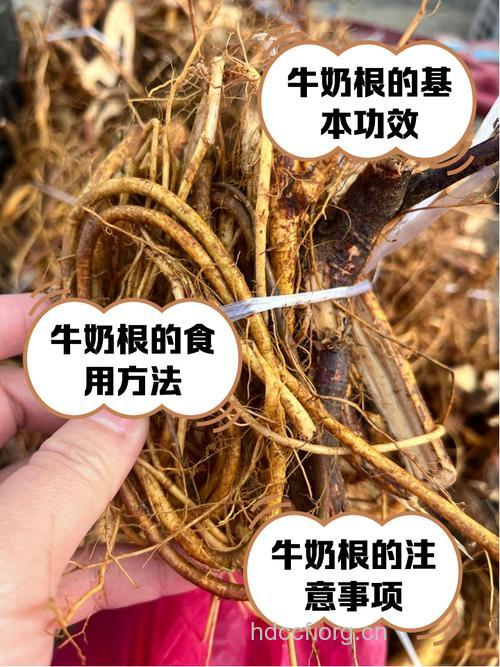 牛嗓管树根的功效与作用