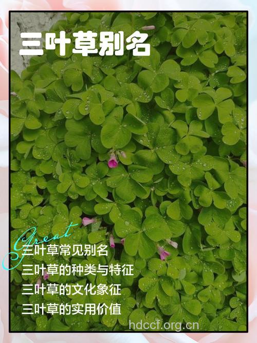 三匹叶的功效与作用