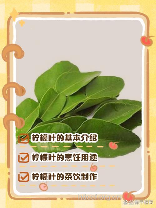 柠檬桉叶的功效与作用