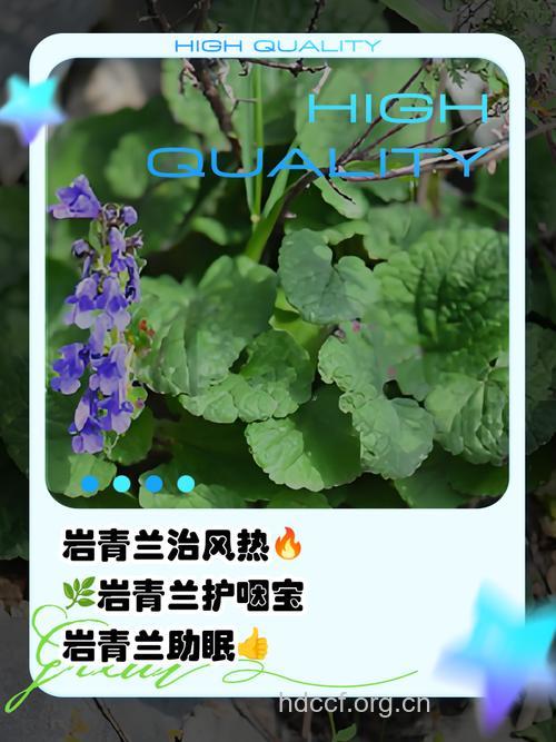 岩青兰的功效与作用