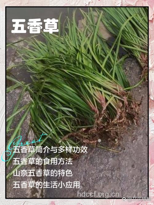五香草的功效与作用