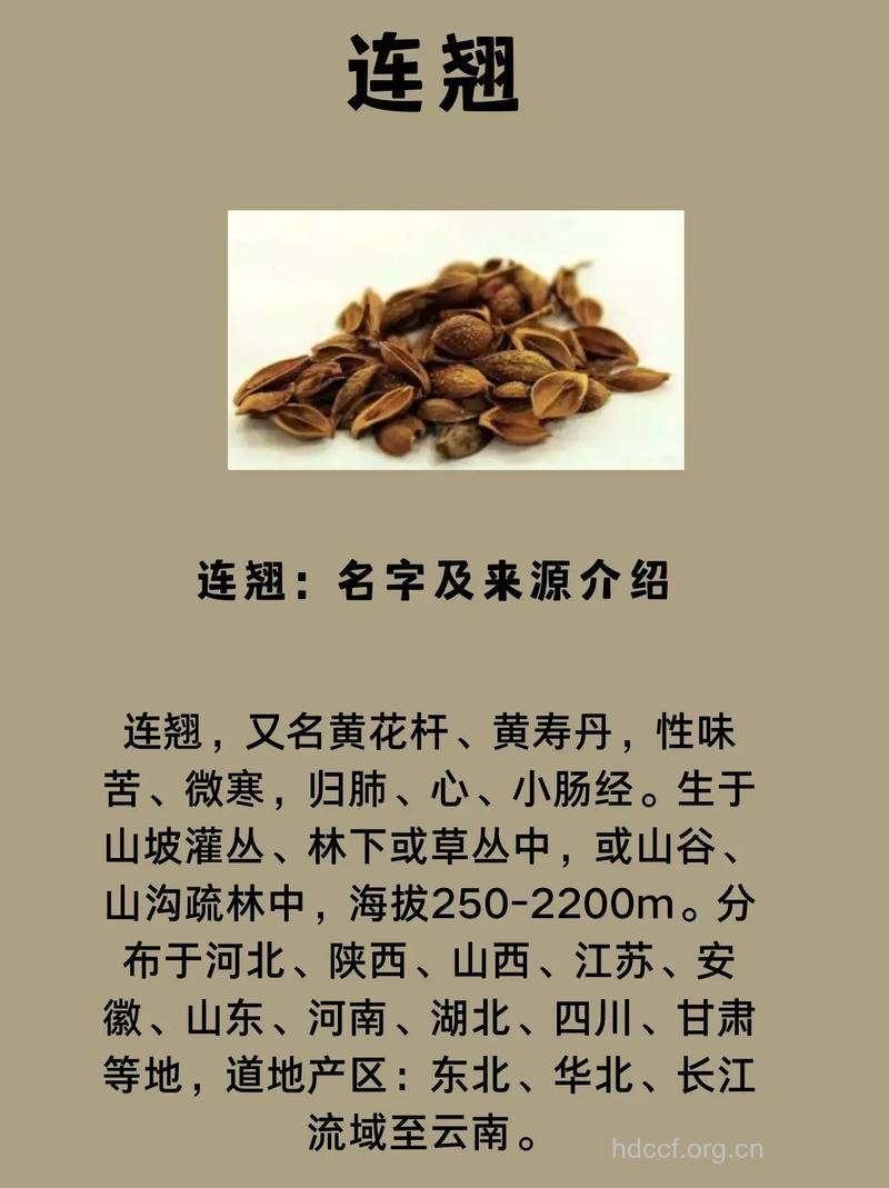 连翘茎叶的功效与作用