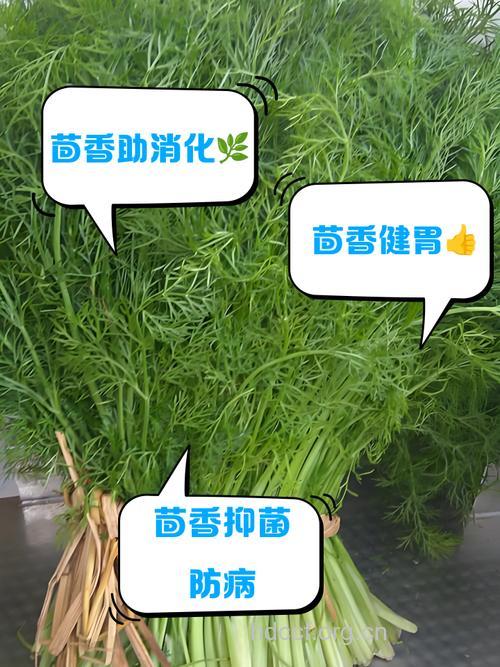 砂茴香的功效与作用