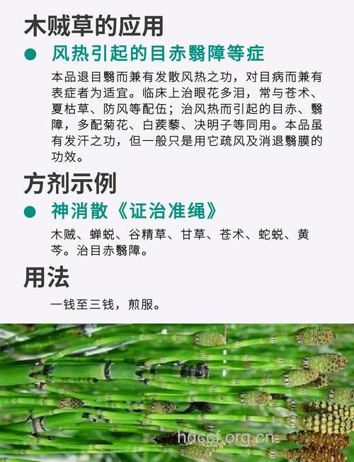 木贼的功效与作用