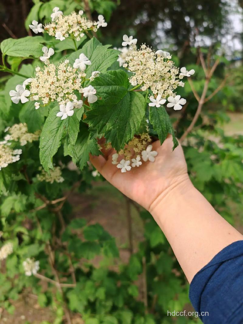 天目琼花的功效与作用